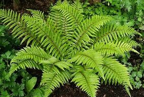 compresses for the treatment of varicose veins